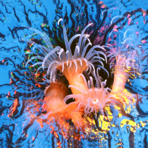 Atmosphärische Landschaftsfotografie eines Sonnenuntergangs über einem See mit intensiven Rot- und Orangetönen. Die Aufnahme zeigt die ruhige, poetische Bildsprache von Arnd Rödiger, dessen Arbeiten von Unterwasserfotografie bis zu experimentellen Bildkompositionen reichen. Das Bild ist Teil der Ausstellung des Eppsteiner Fotografen in der Wunderbar Weite Welt.